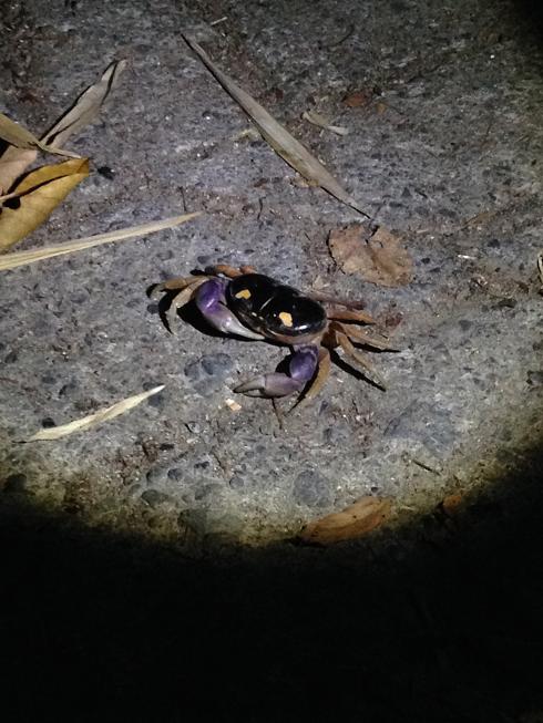 crab